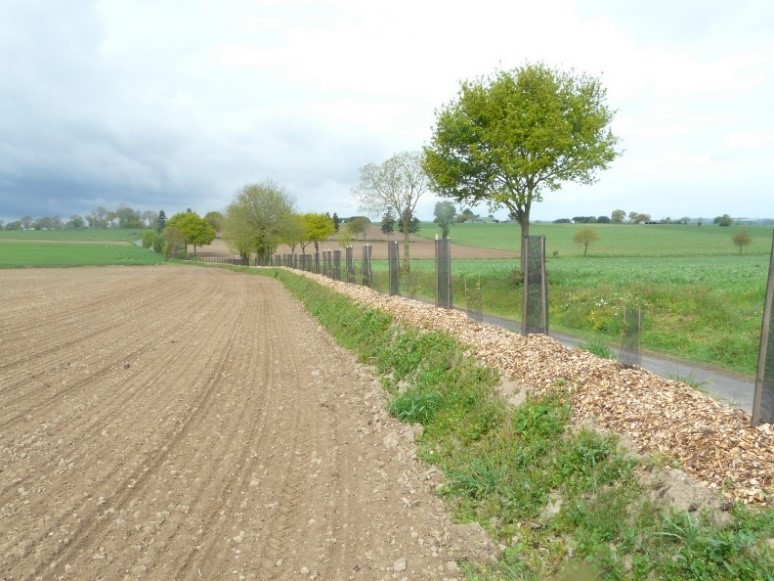 Photo Haie sur talus en bord de route avec paillage en copeaux de bois